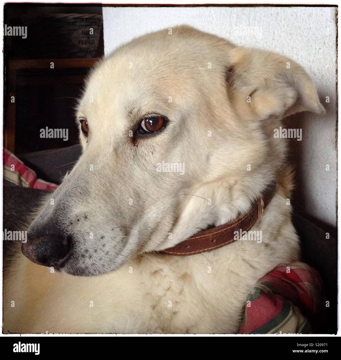 "Es ist ein Hundeleben..." - Smartphone-aufgenommenes Stockfoto