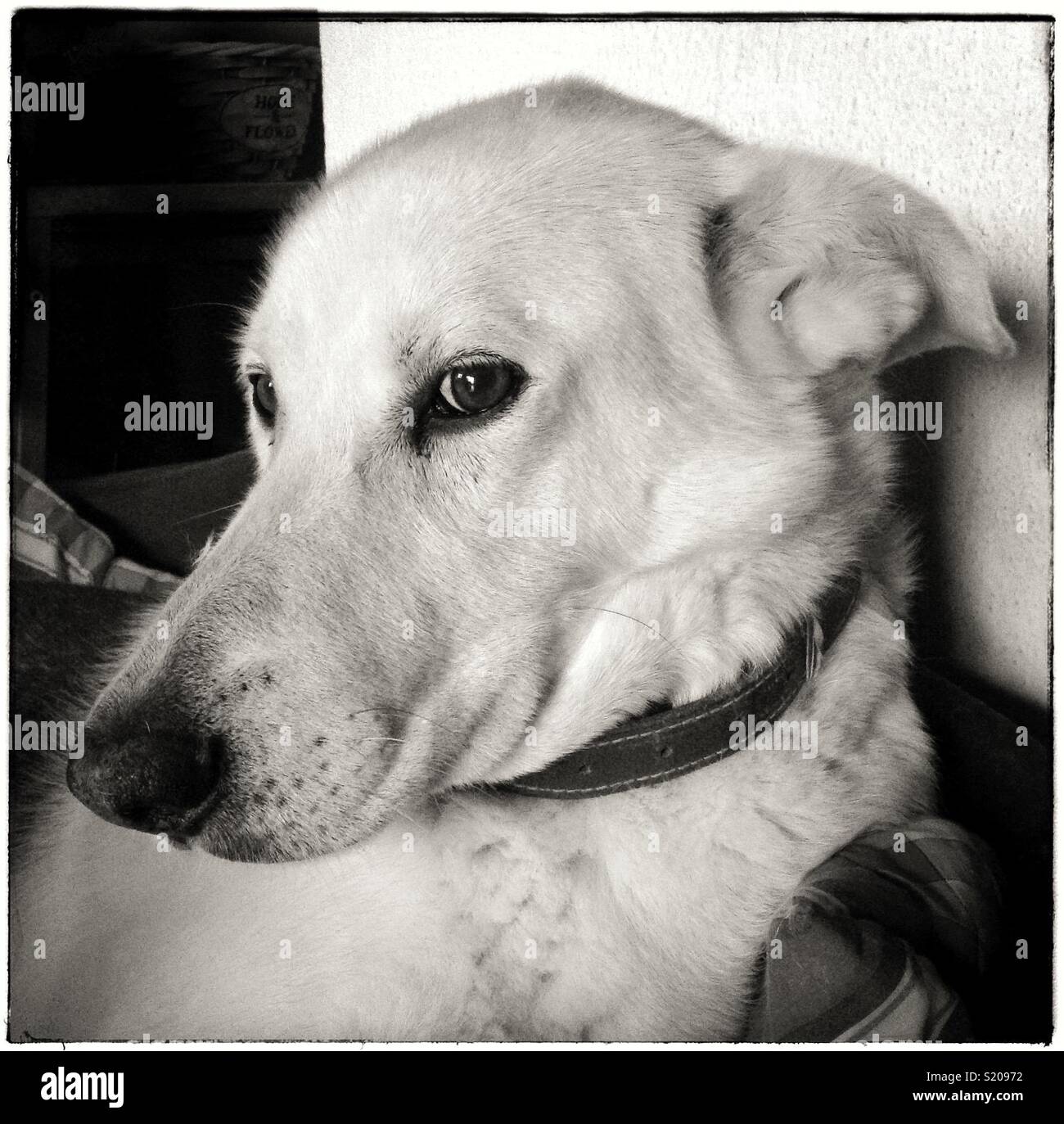 "Es ist ein Hundeleben..." - Smartphone-aufgenommenes Stockfoto
