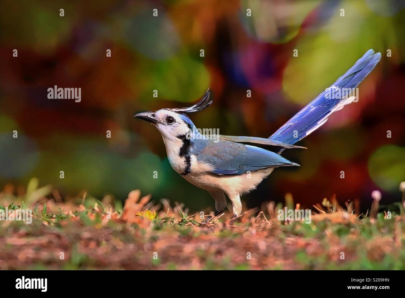 White Throated Elster Eichelhäher Stockfoto