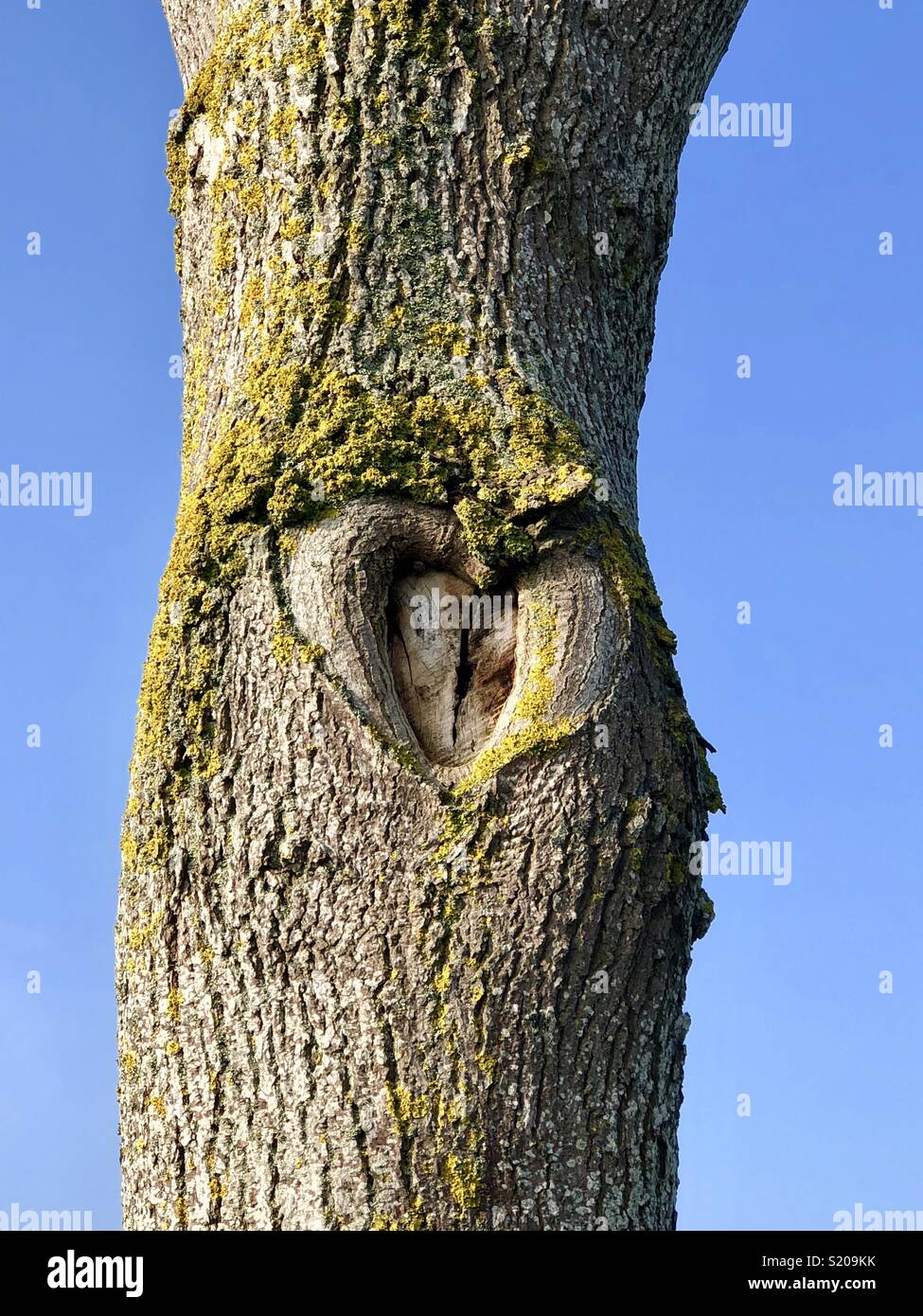 Eine herzförmige Narbe in der Rinde eines Baumes mit Moos wächst um ihn herum. Stockfoto