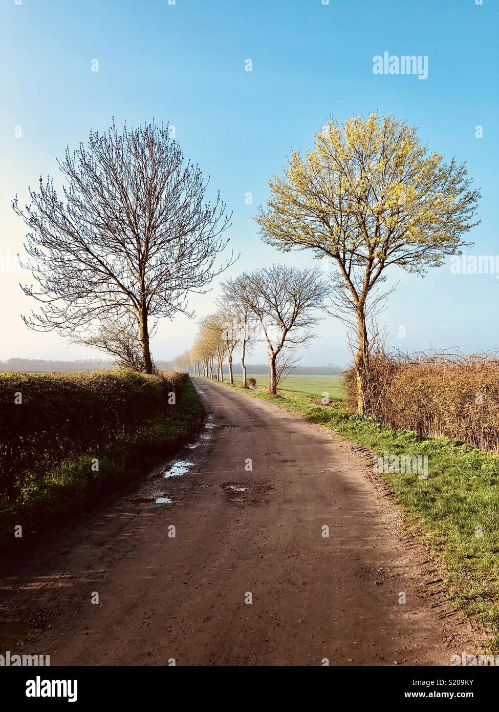 Eine Allee von jungen Bäumen entlang einer Country Track im frühen Frühling. - Smartphone-aufgenommenes Stockfoto