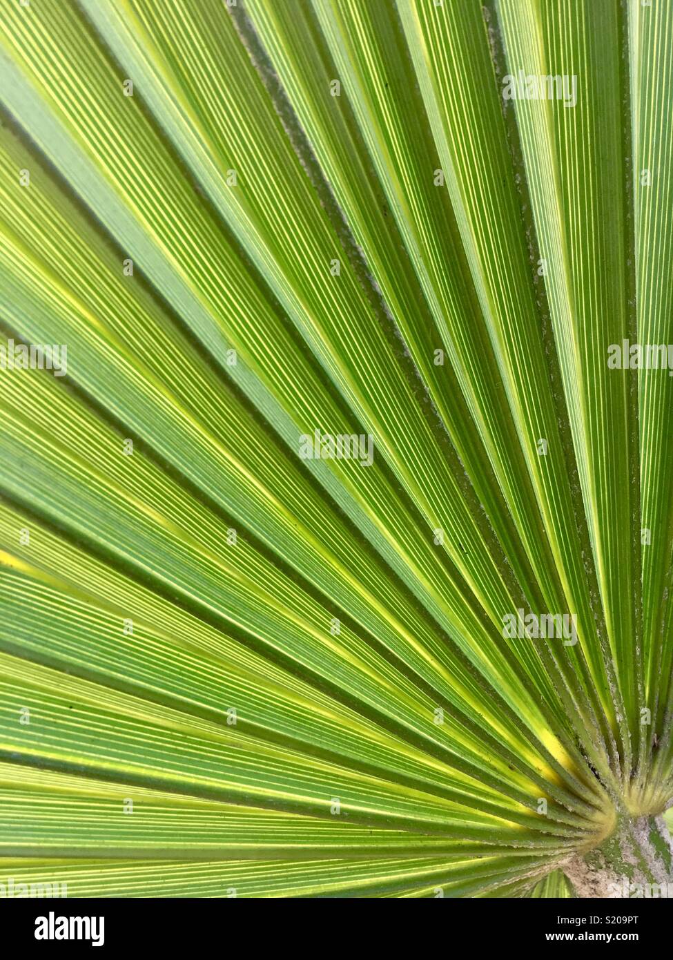 Unter einer exotischen Pflanze Blatt Stockfoto