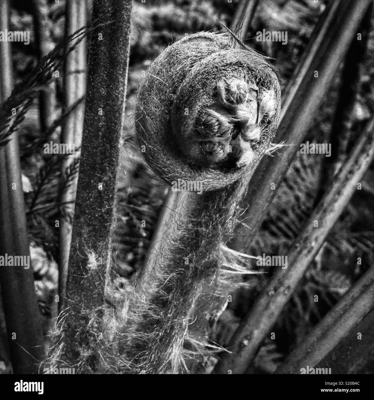 Neues Wachstum auf einer weichen Baum - Farn (Dicksonia antarctica), Neates Glen, Grand Canyon, Blackheath, Blue Mountains National Park, NSW, Australien Stockfoto