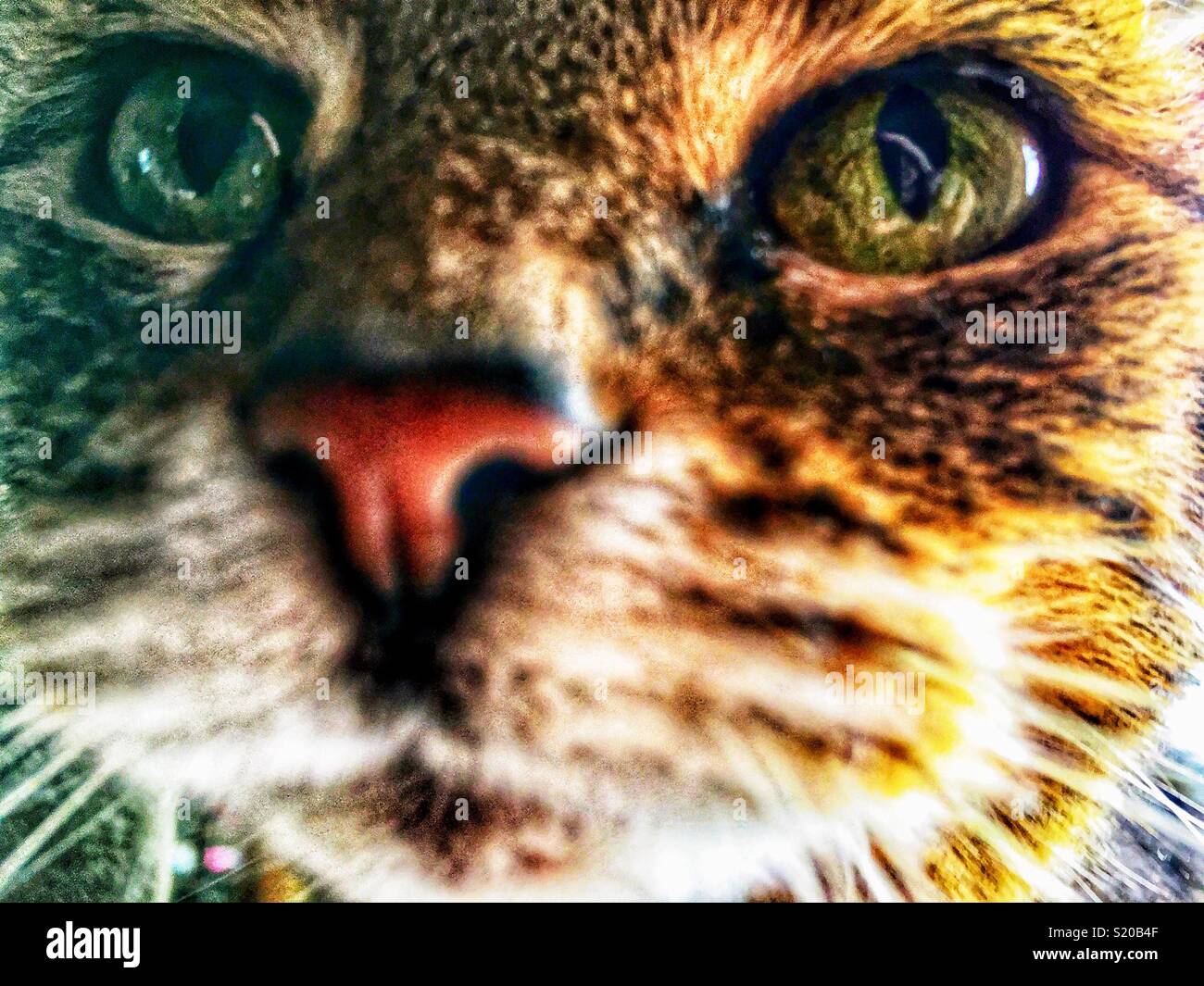 Braun tabby Katze mit grünen Augen blickt in die Kamera Stockfoto