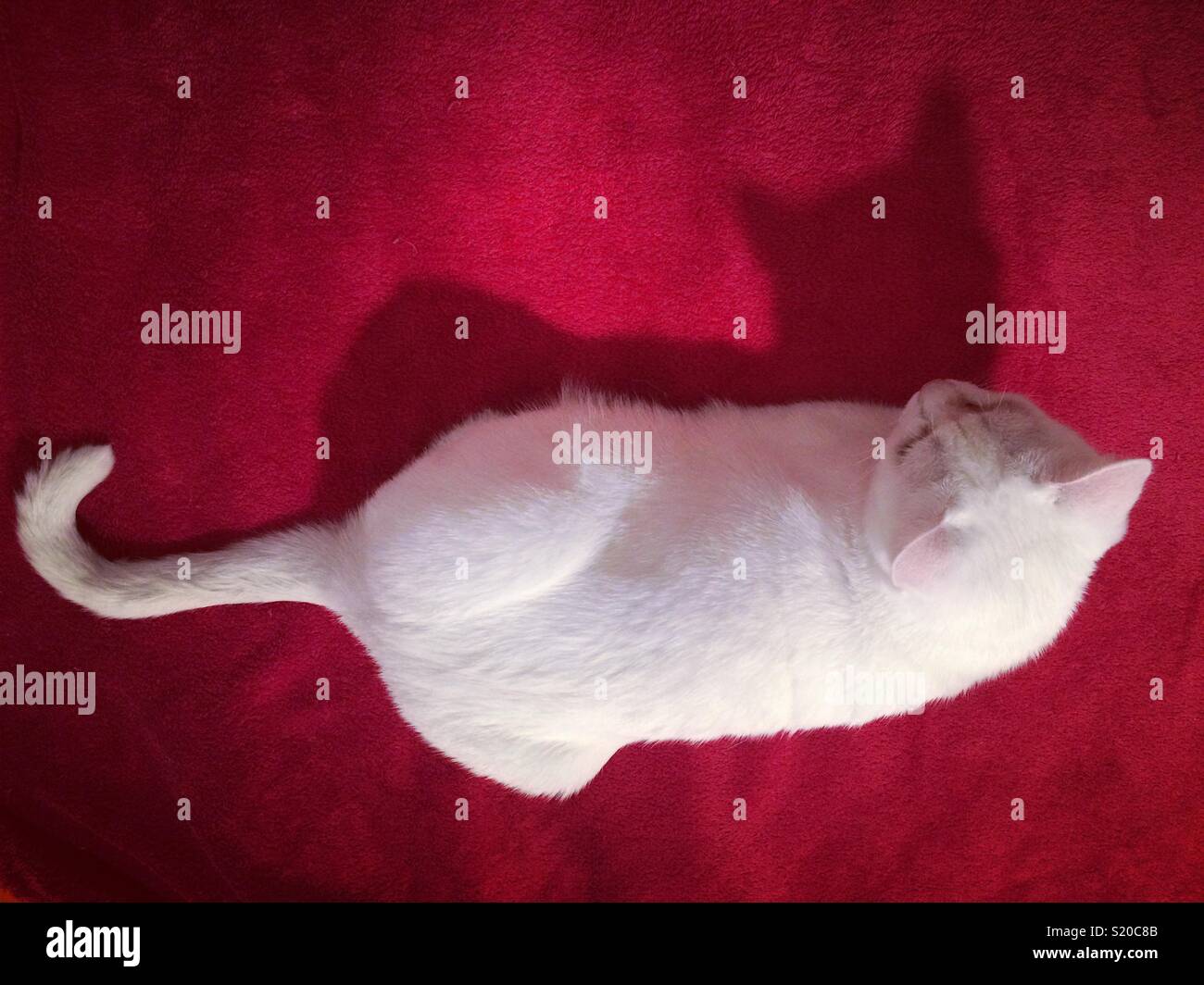 Weiße Katze auf einer roten Decke Stockfoto