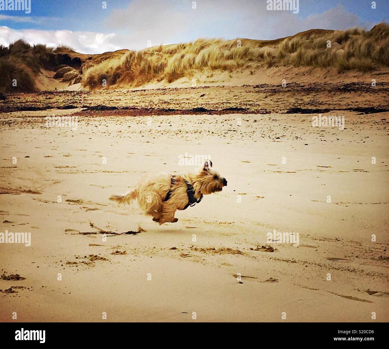 Cairn Terrier Finn genießen einen Durchlauf an einem wunderschönen Strand auf der Isle of Lewis Stockfoto