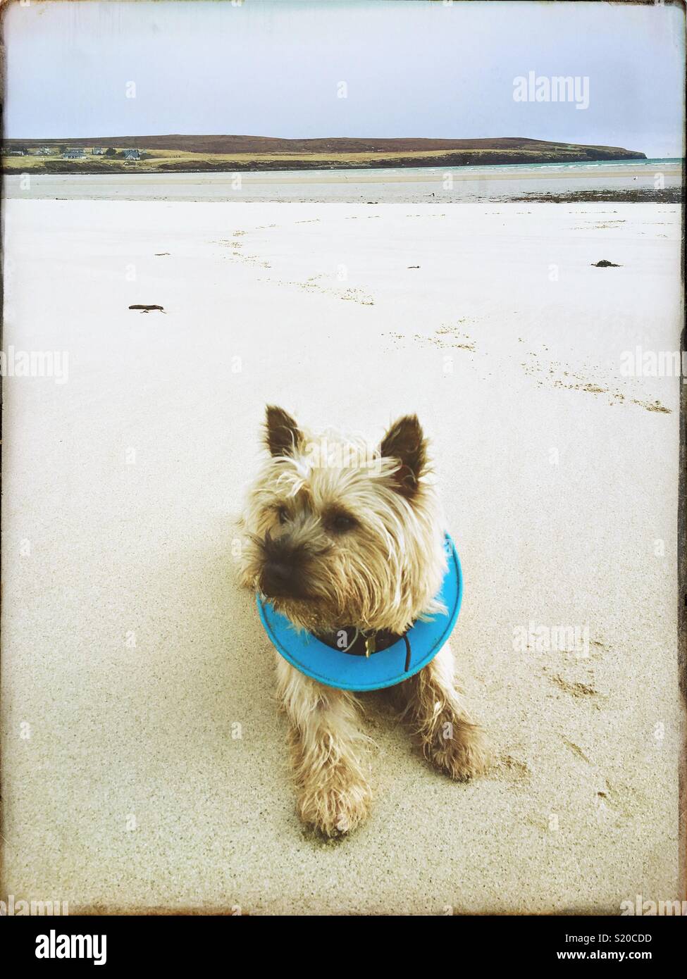 Cairn Terrier Finn sitzt auf einem ruhigen Strand in Schottland mit einer Frisbee um den Hals, die wartet, um zu spielen Stockfoto