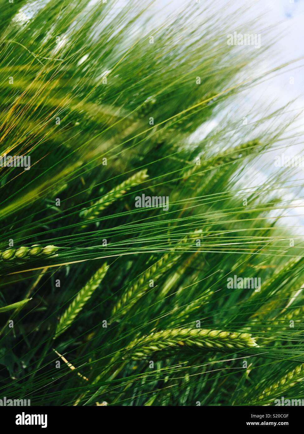 Herbst Weizen - Smartphone-aufgenommenes Stockfoto