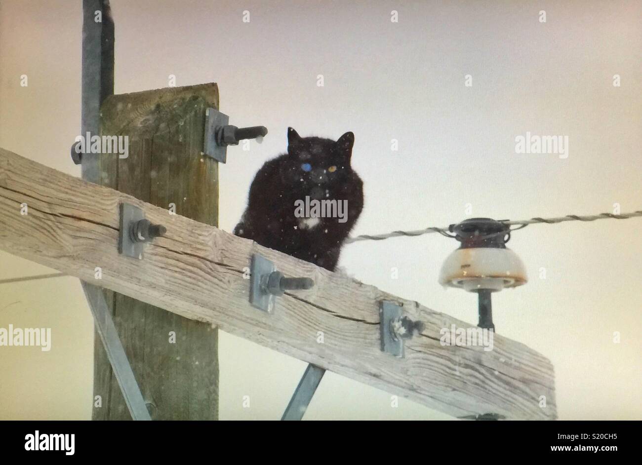 Odd-eyed Cat auf einer Stange. Stockfoto