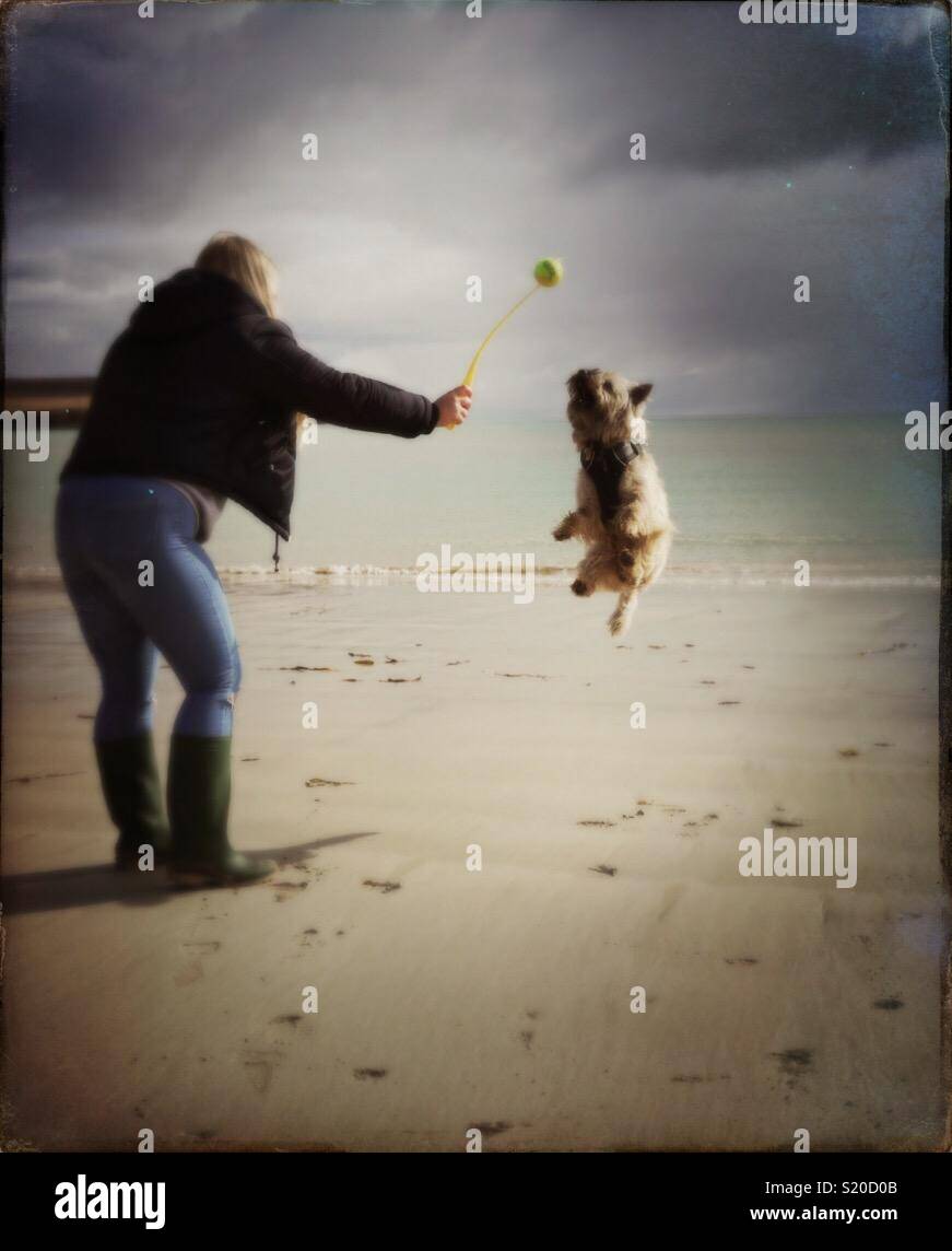 Cairn Terrier Finn sehr hoch springen, um zu versuchen, einen Ball auf einem ruhigen Strand in Schottland fangen Stockfoto