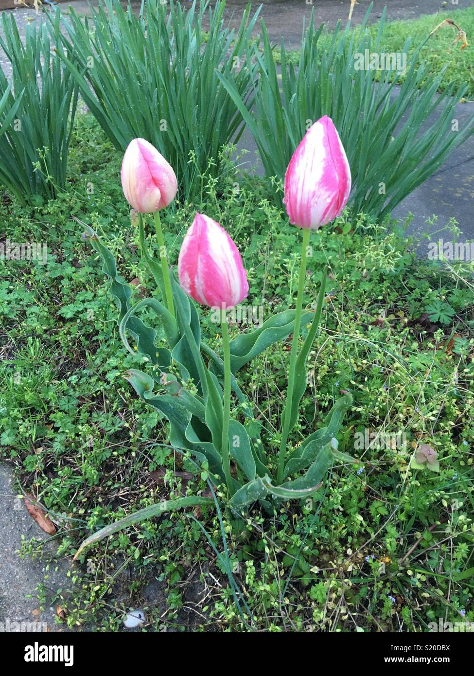 Frühlings-Tulpen Stockfoto