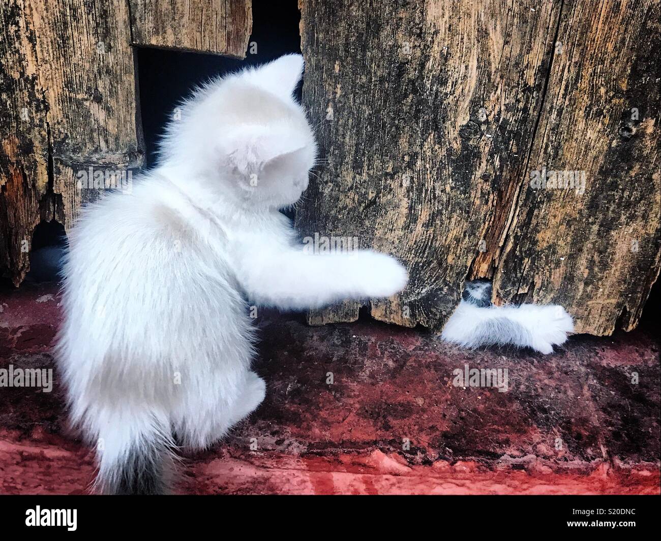 Eine weiße Katze spielt mit seinem Bruder in Prado del Rey, Sierra de Cadiz, Andalusien, Spanien - Smartphone-aufgenommenes Stockfoto