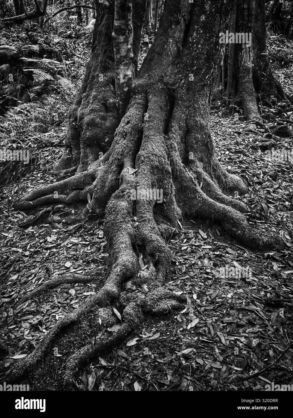 Coachwood (Ceratopetalum apetalum) in gemäßigten Regenwald an die Bundesregierung übergeben Walking Track in Wentworth Falls, Blue Mountains National Park, NSW, Australien - Smartphone-aufgenommenes Stockfoto