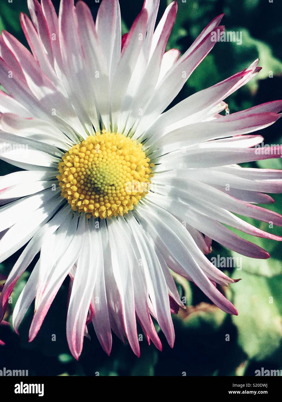 Wild daisy flower closeup Stockfoto