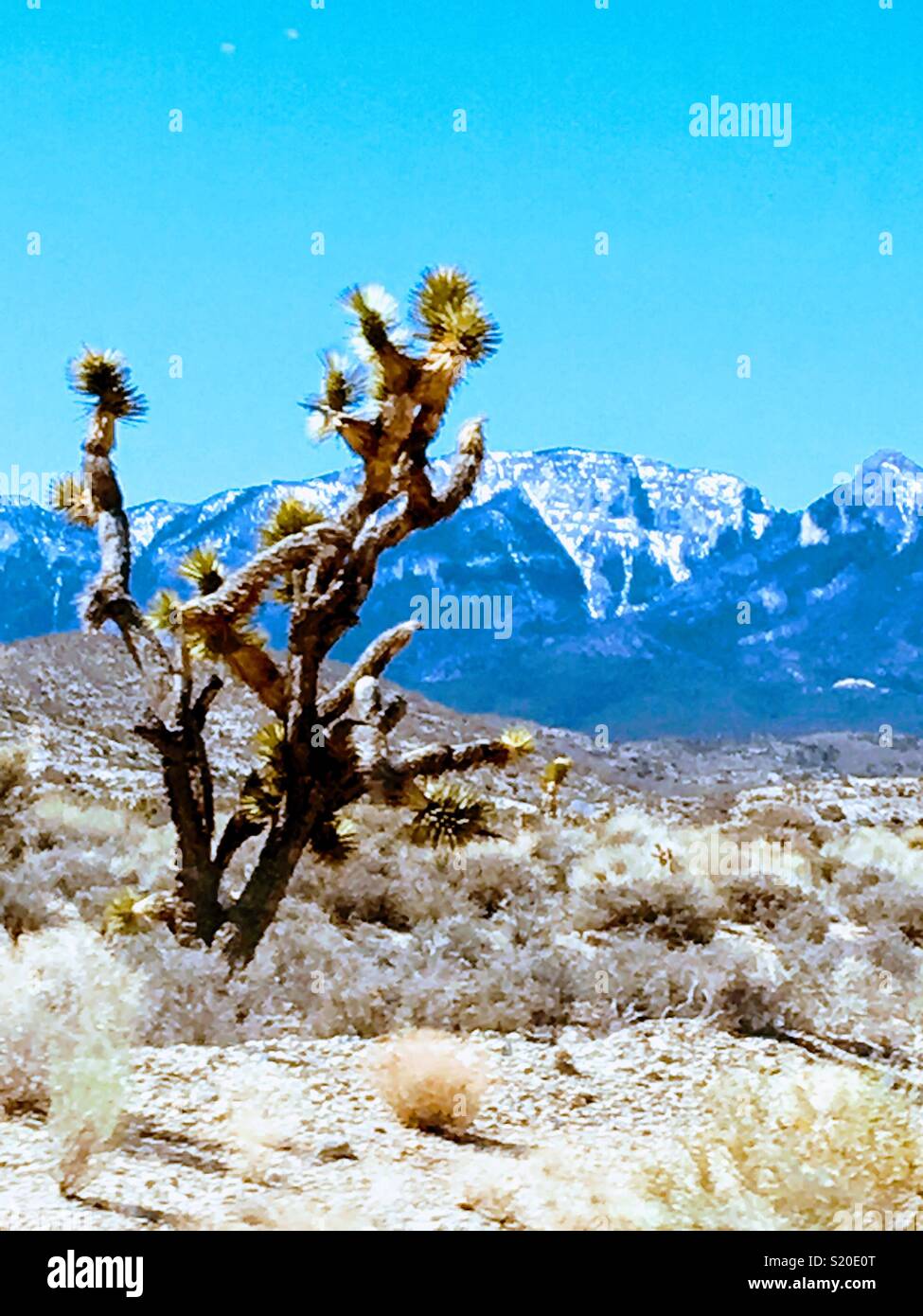 Nevada Frühling Stockfoto