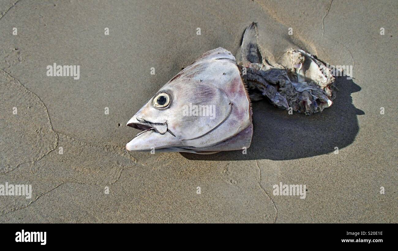 Bleibt der Fische liegen in den Sand am Strand. Zu sehen ist der Kopf eines Fisches mit kleinen auf den Kadaver fliegt Stockfoto