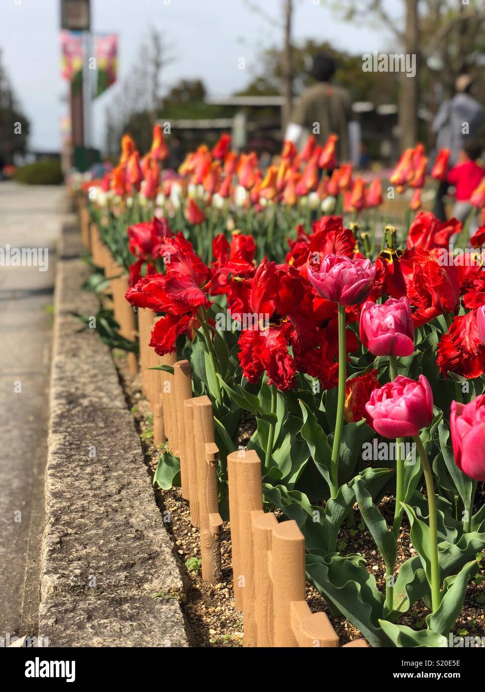 Blumen in der Nähe der Straße, in den kisosansen Park Japan Stockfoto