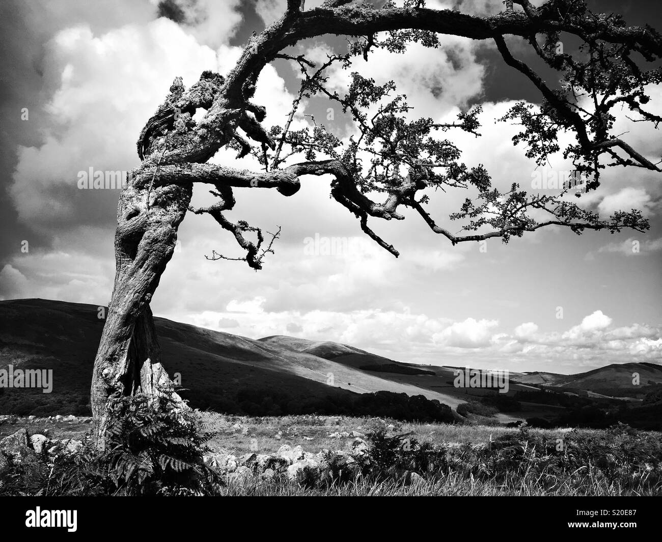 B&W Hipstamatic Schoß der alten Wind ausgeblasen Baum mit Verrenkten Stamm und Äste entlang St. Cuthbert in Northumberland Stockfoto