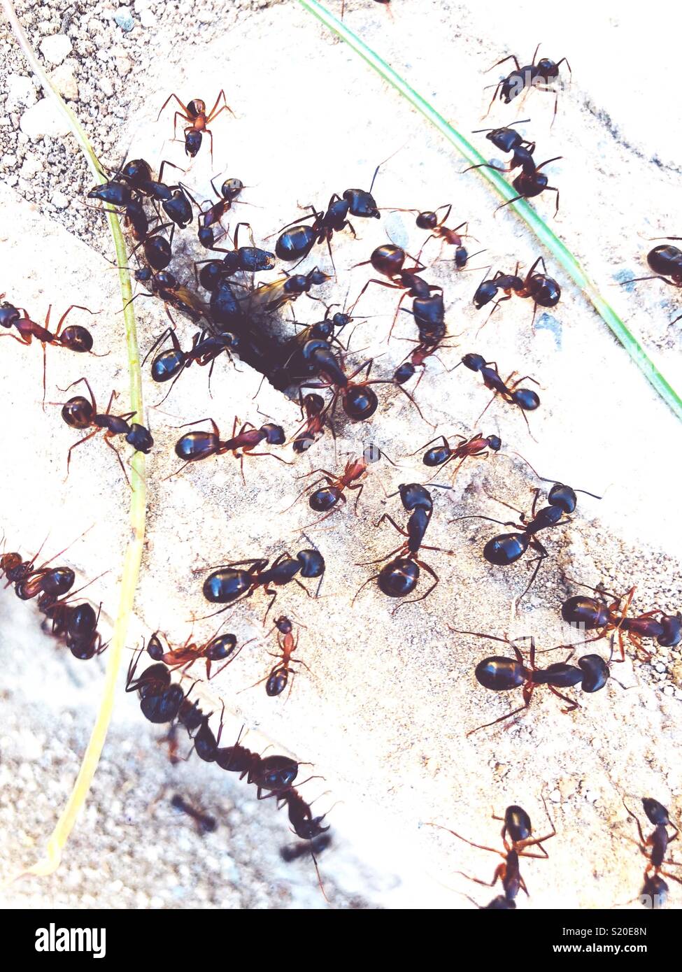 Ameisen auf weißen Sand - Smartphone-aufgenommenes Stockfoto