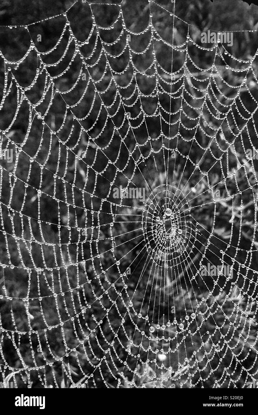 Spinnennetz in Nebel, Prinz Henry Cliff Walk, Wentworth Falls, Blue Mountains National Park, NSW, Australien Stockfoto