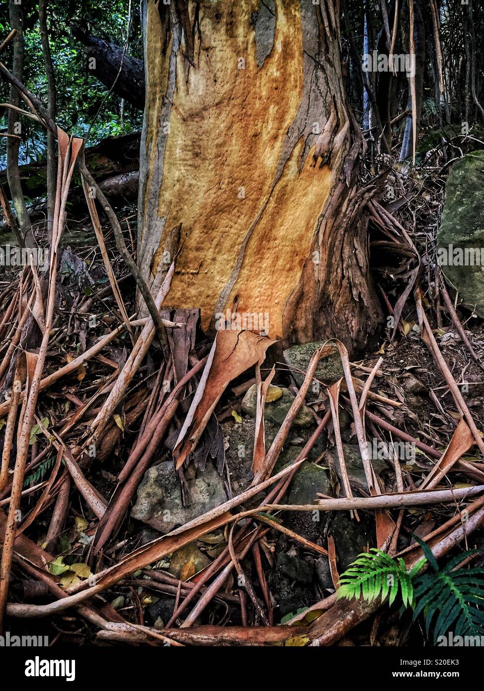 Abblätternde Rinde eines Blauen Bergen Asche (Eukalyptus oreades) im Spätsommer, Prinz Henry Cliff Walk, Wentworth Falls, Blue Mountains National Park, NSW, Australien Stockfoto