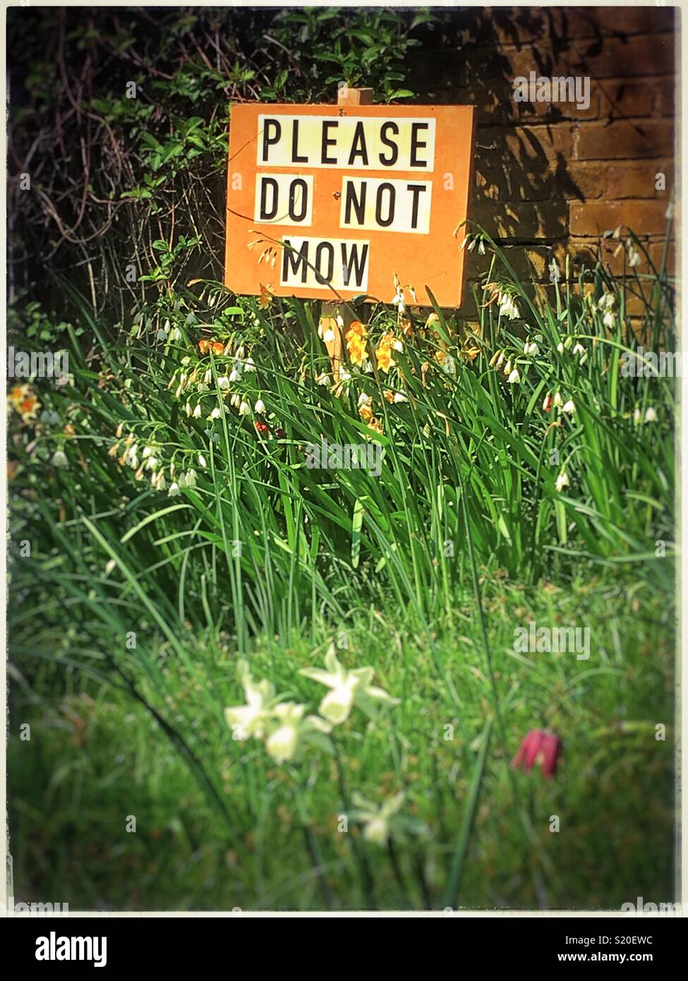 Gras kurz Schild BITTE NICHT mähen. - Smartphone-aufgenommenes Stockfoto