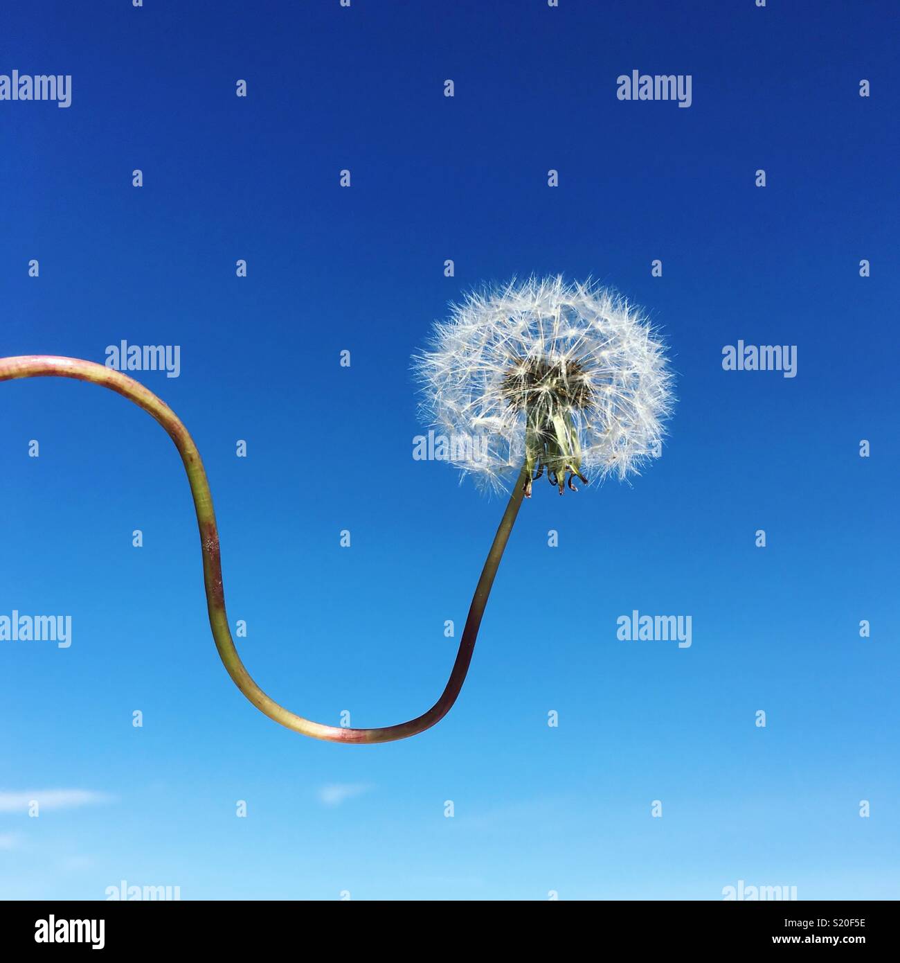 Curly Löwenzahn mit blauem Himmel. - Smartphone-aufgenommenes Stockfoto
