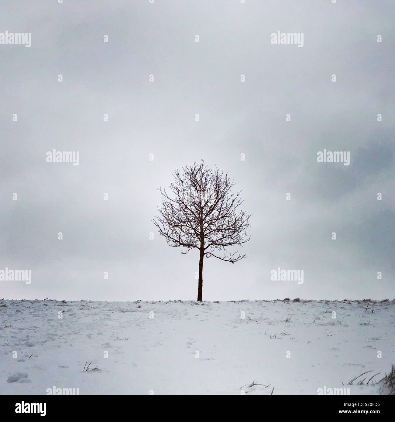Ein einsamer Baum auf seine eigene durch Schnee mit einem bewölkten grauen Himmel im Winter umgeben. Stockfoto