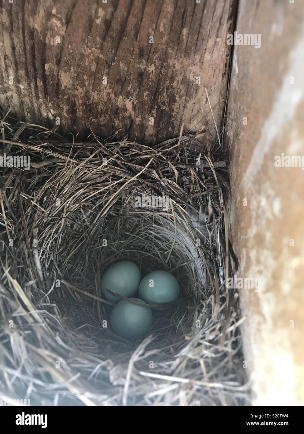 Eastern bluebird Eier im Nest Stockfoto