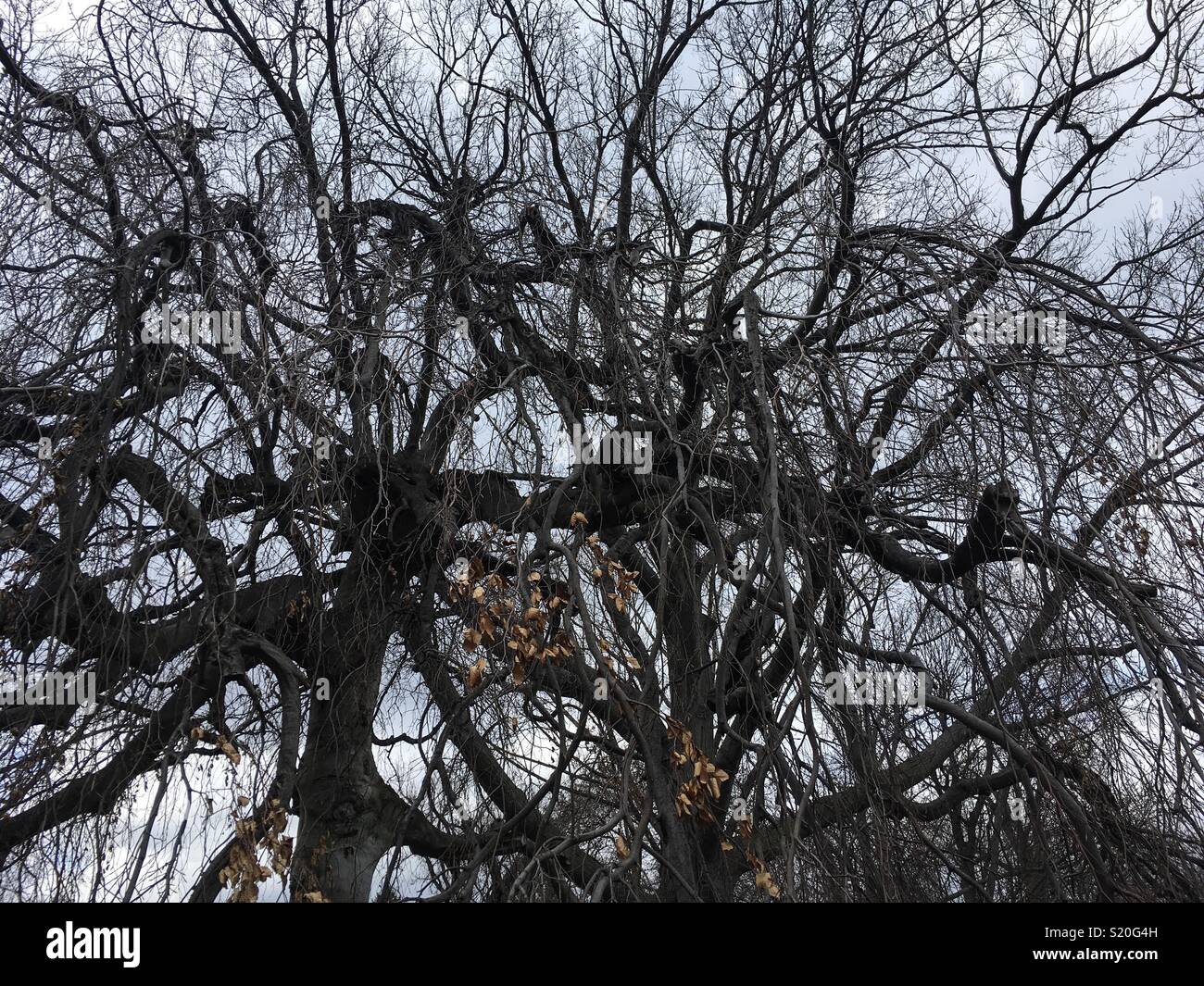 Zweigstellen eines der vielen Bäume in Boston Public Garden - Smartphone-aufgenommenes Stockfoto