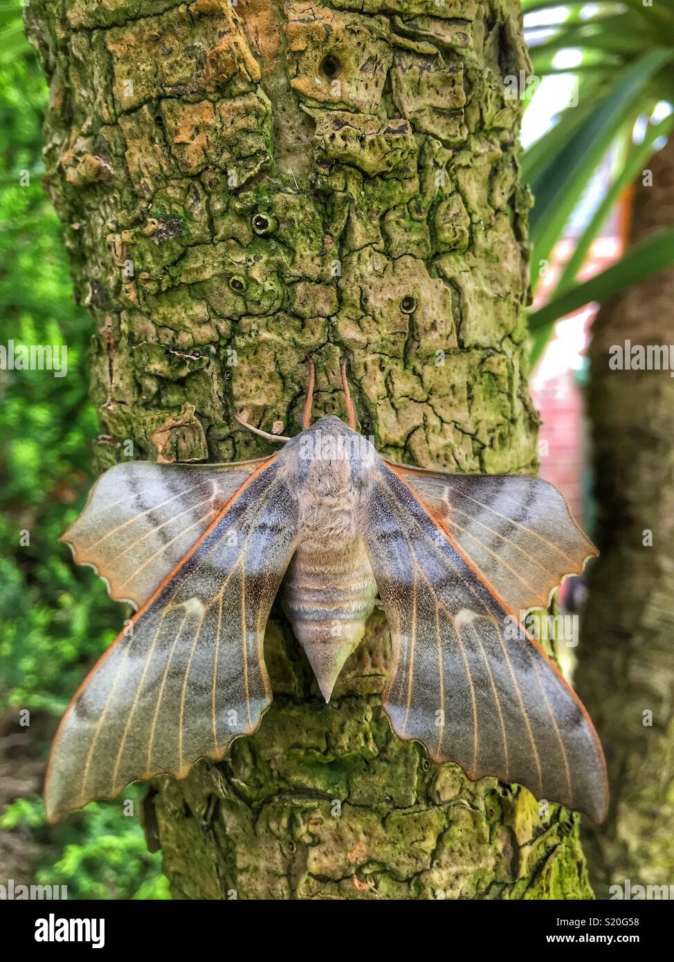 Pappel-Falkenmotten-Weibchen (Laothoe populi), das auf einer Palme ruht - Smartphone-aufgenommenes Stockfoto