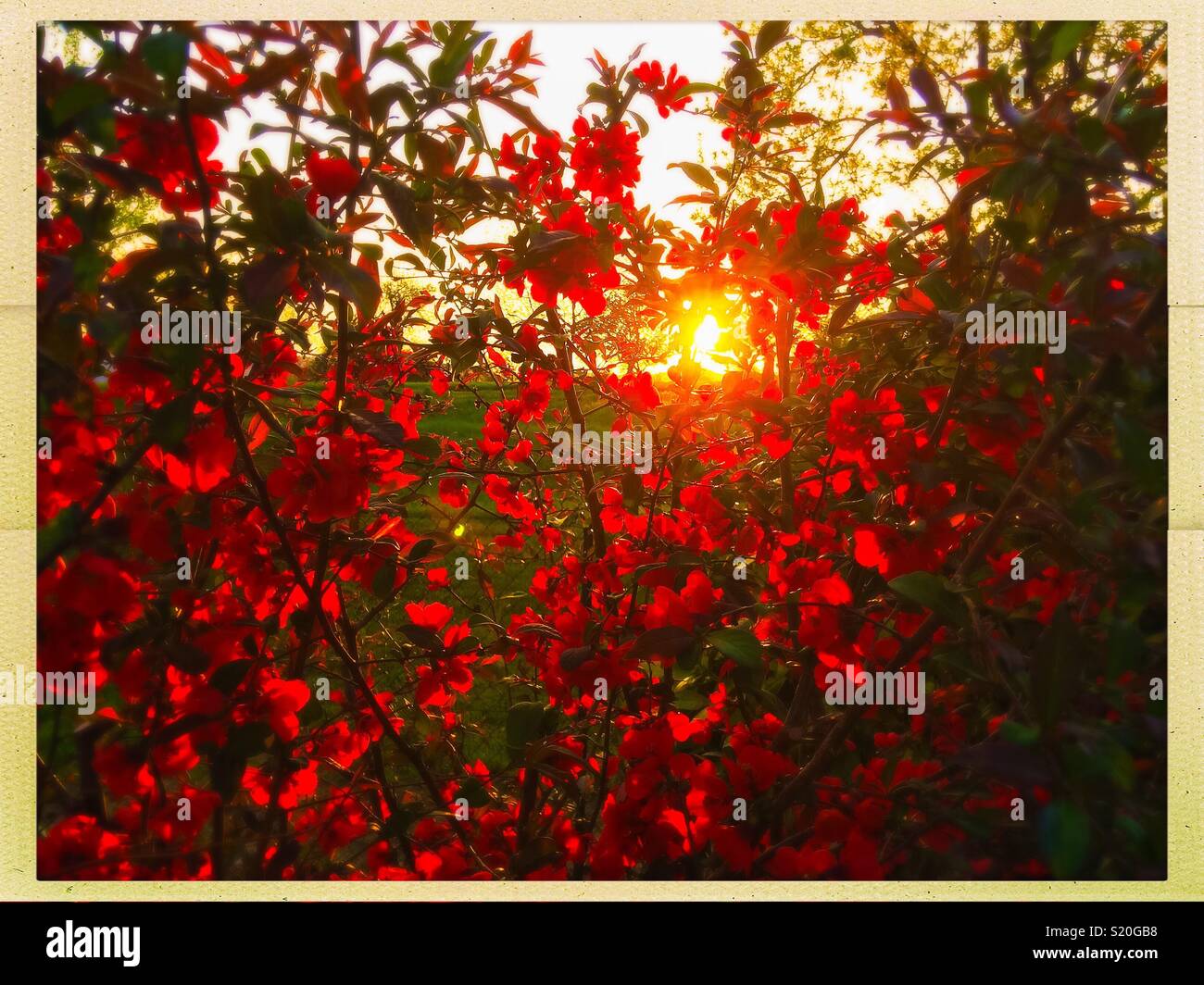 Sonnenuntergang über japanische apple tree rote Blumen, malus Floribunda. - Smartphone-aufgenommenes Stockfoto