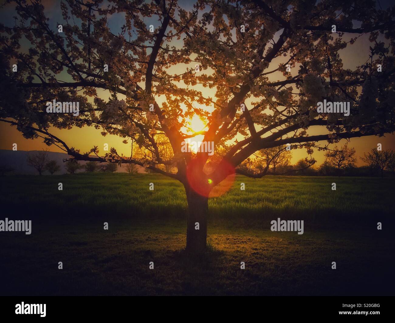 Schönen Sonnenuntergang durch ein Pflaumenbaum, Prunus domestica, in der Natur im Frühling mit Lens Flare, Elsass, Frankreich. Stockfoto