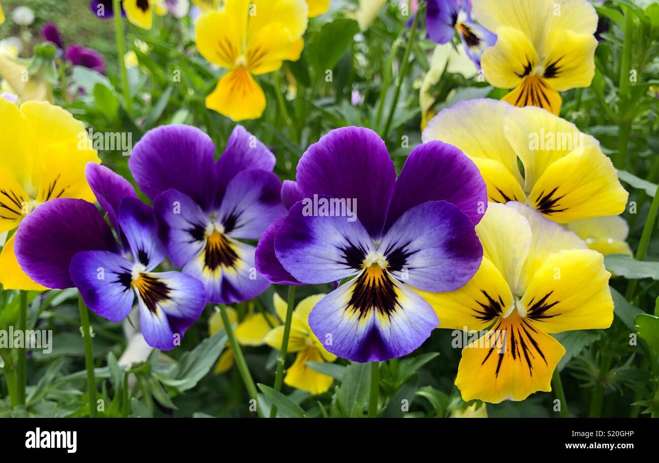 Blume in einem Garten. Lila und Gelb butterfly Blumen. Schöne Blumen. Stockfoto