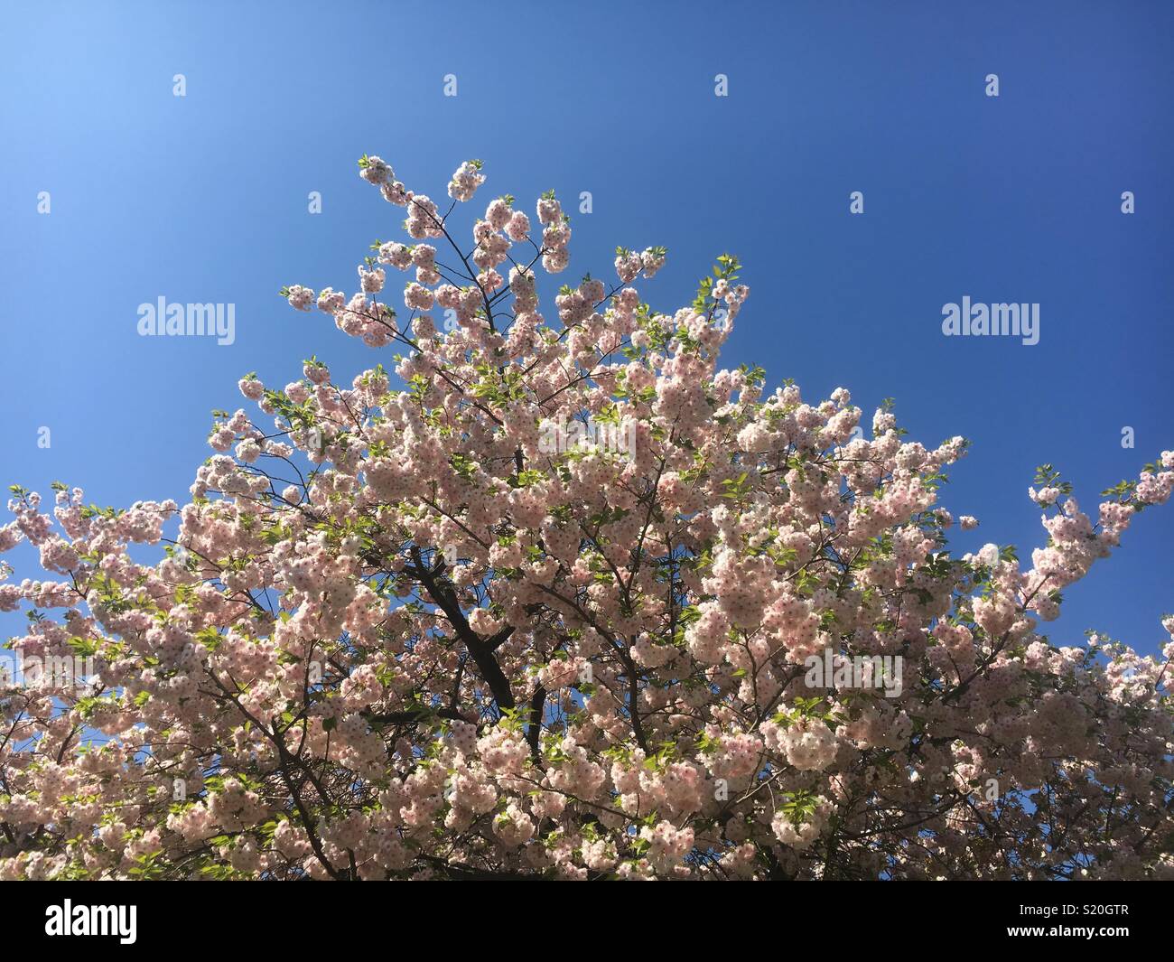 Blüte Stockfoto