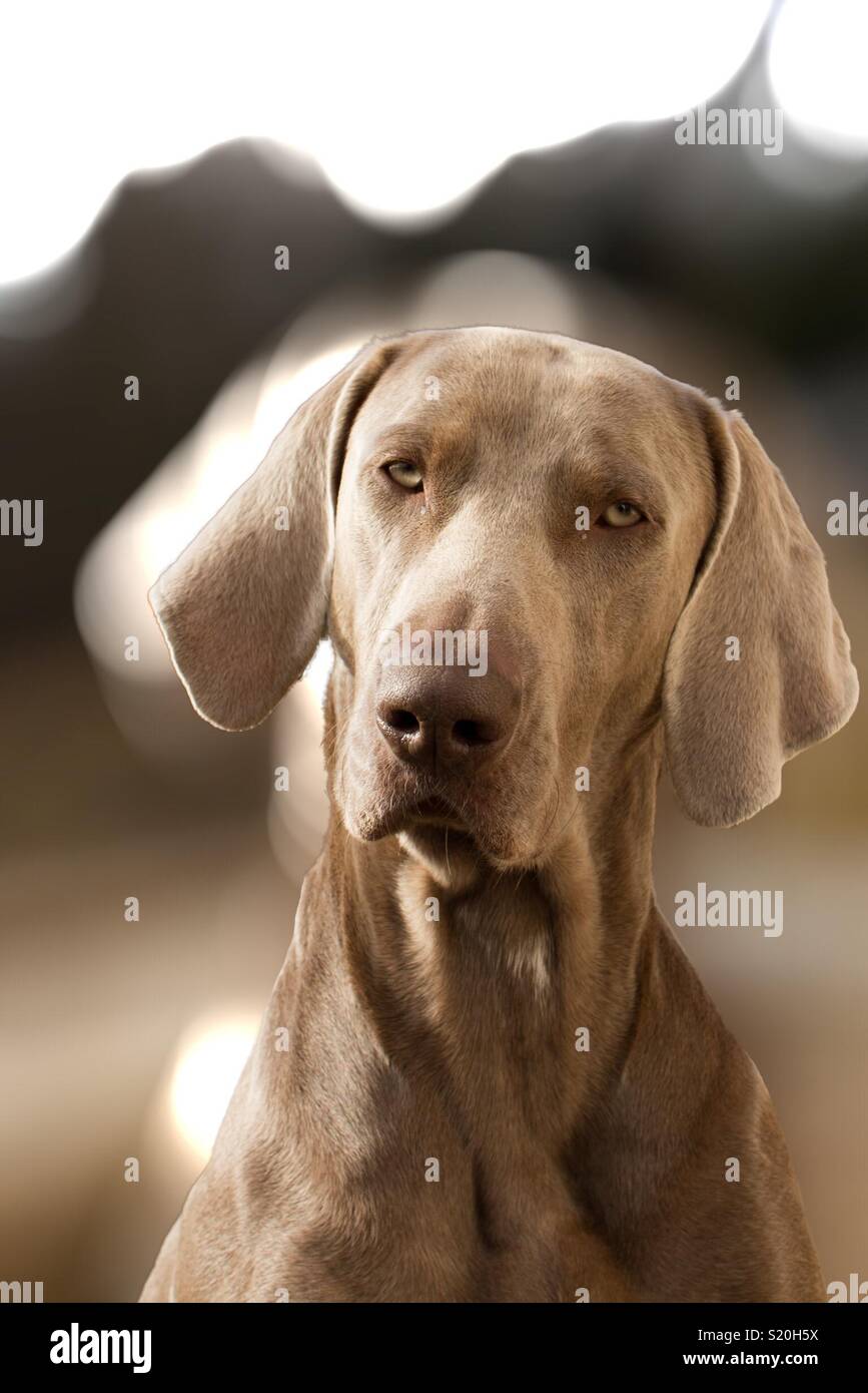 Junge Hubsche Hund Stockfotografie Alamy