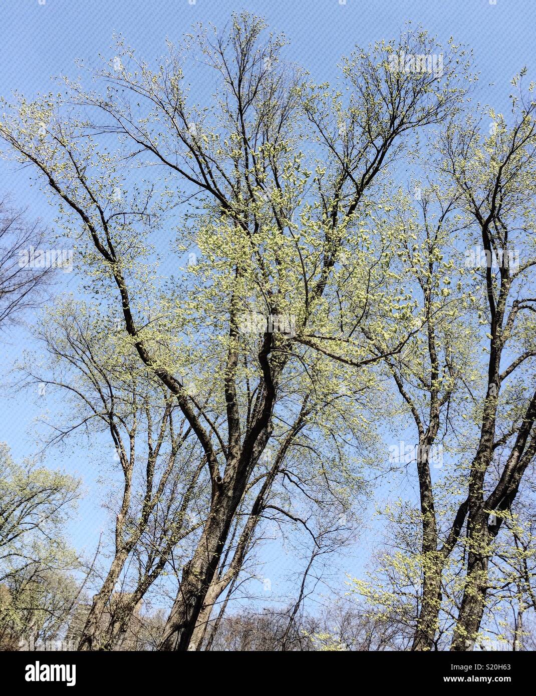 Frisches Licht grüne Blätter auf Ästen Anfang Frühling im Central Park, New York City, USA bedeuten - Smartphone-aufgenommenes Stockfoto