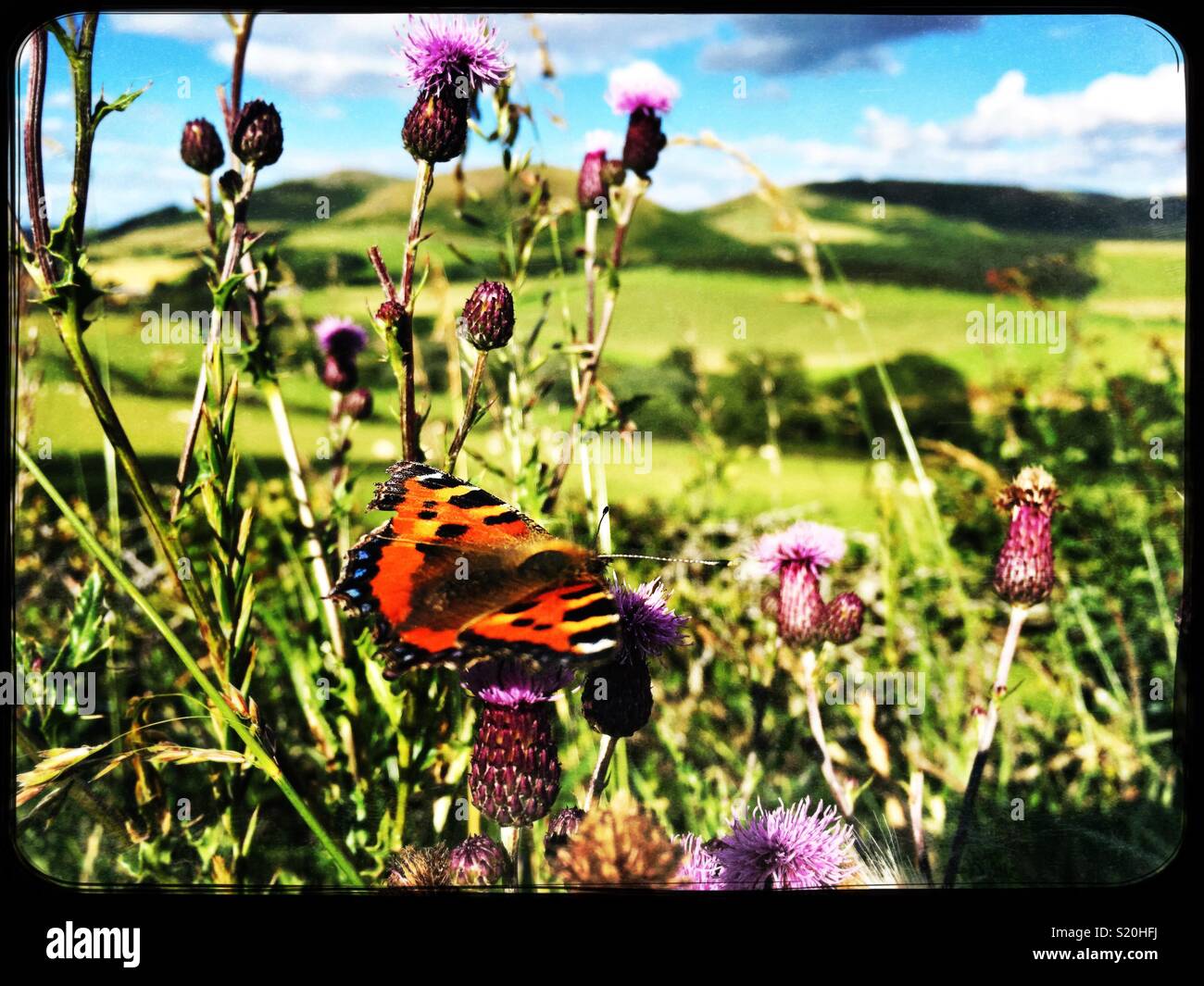 Kleiner Fuchs Schmetterling unter Disteln und Gras mit rollenden Grenze Hügel im Hintergrund Stockfoto