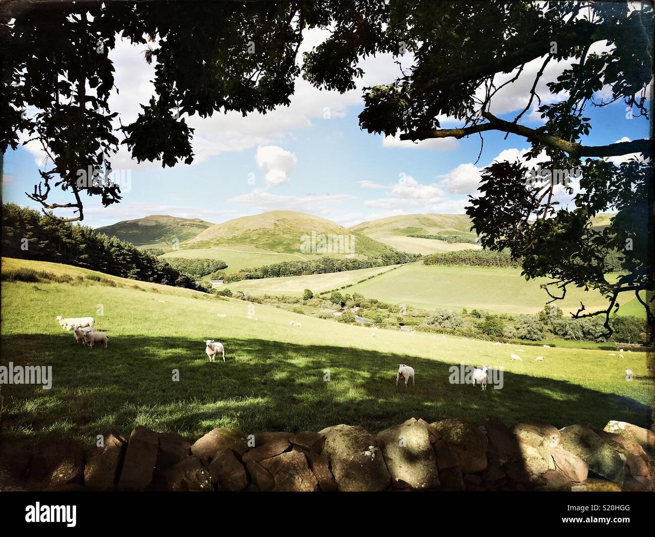 Schöne Landschaft in Scottish Borders mit sanften Hügeln, Schafe und eine Mauer aus Stein Stockfoto