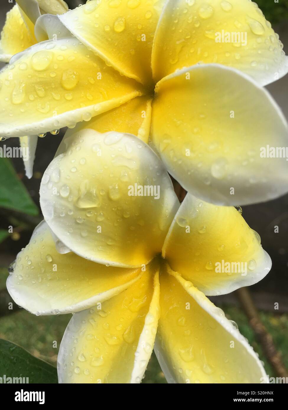 Frühling Morgen in Maui Stockfoto