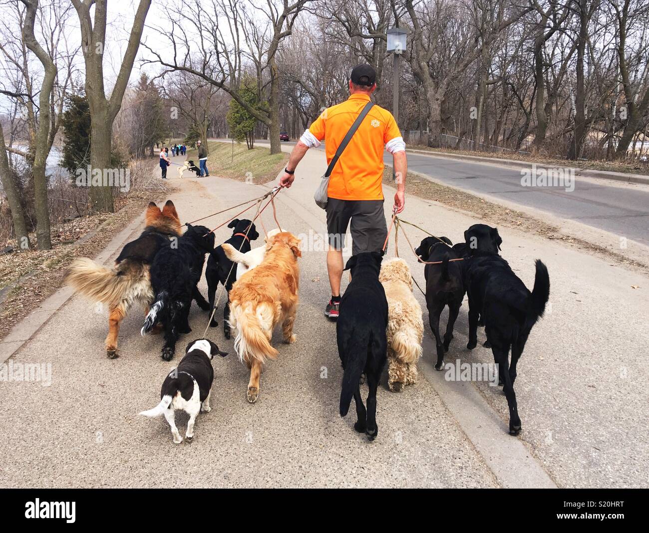 Ein Mann mit einem großen Paket von Hunden. Stockfoto