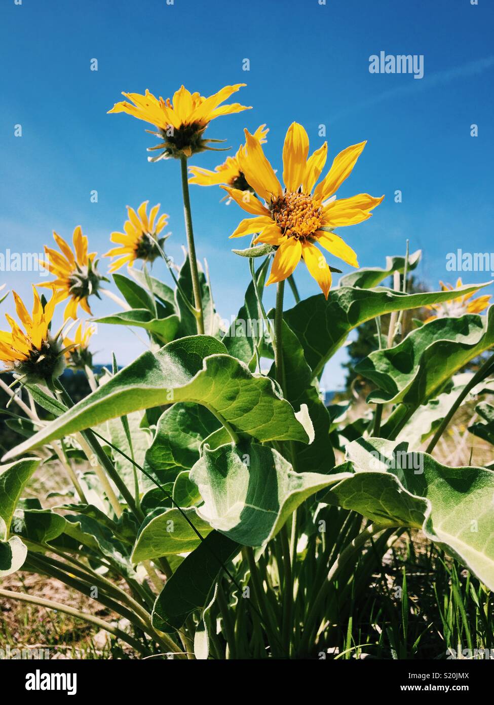 Arrowleaf Balsamroot wilde Blumen auf einem sonnigen warmen Frühlingstag in Kelowna, BC. April 25, 2018. - Smartphone-aufgenommenes Stockfoto