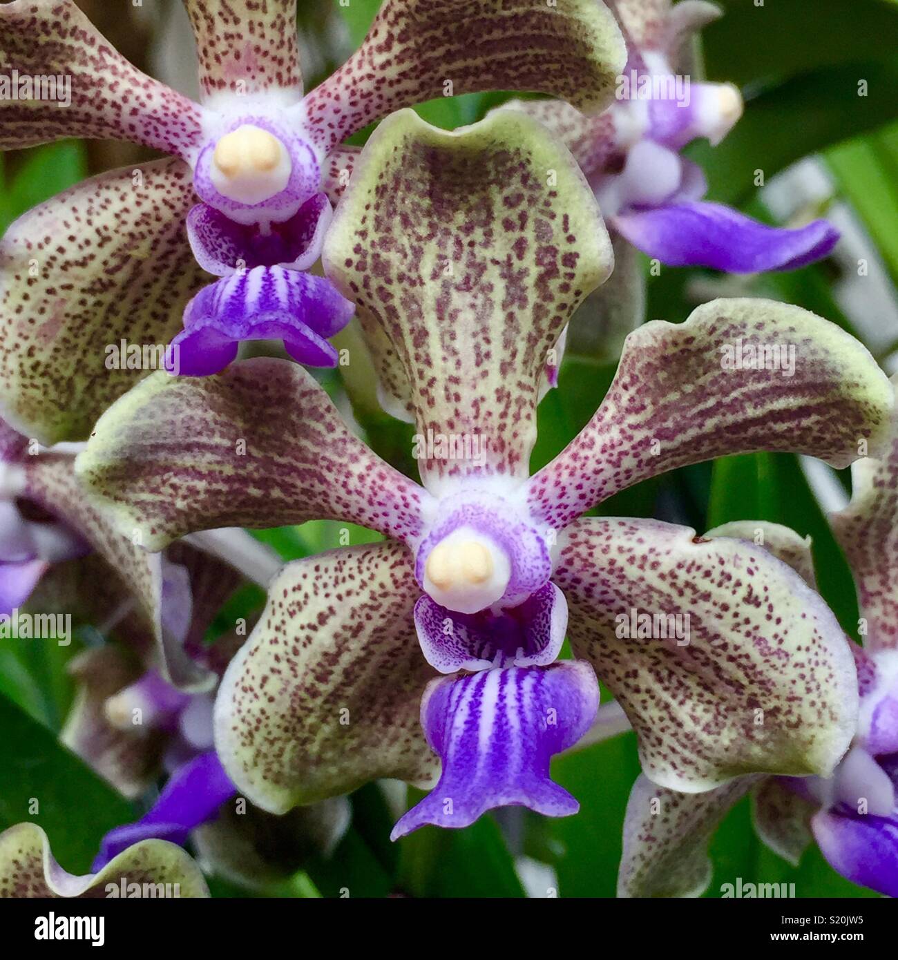 Papilionanda Arjuna Orchideen Aus Singapur Botanischen Garten