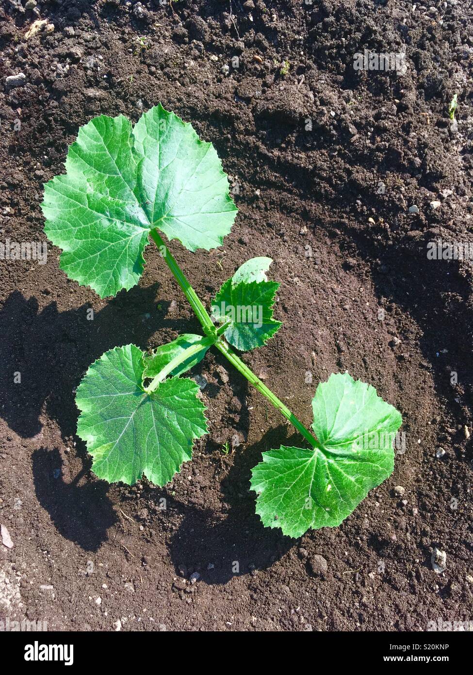 Junge Zucchini gepflanzt außerhalb auf einem Hügel nach dem Keimen in einem Gewächshaus, Cornwall. England Stockfoto