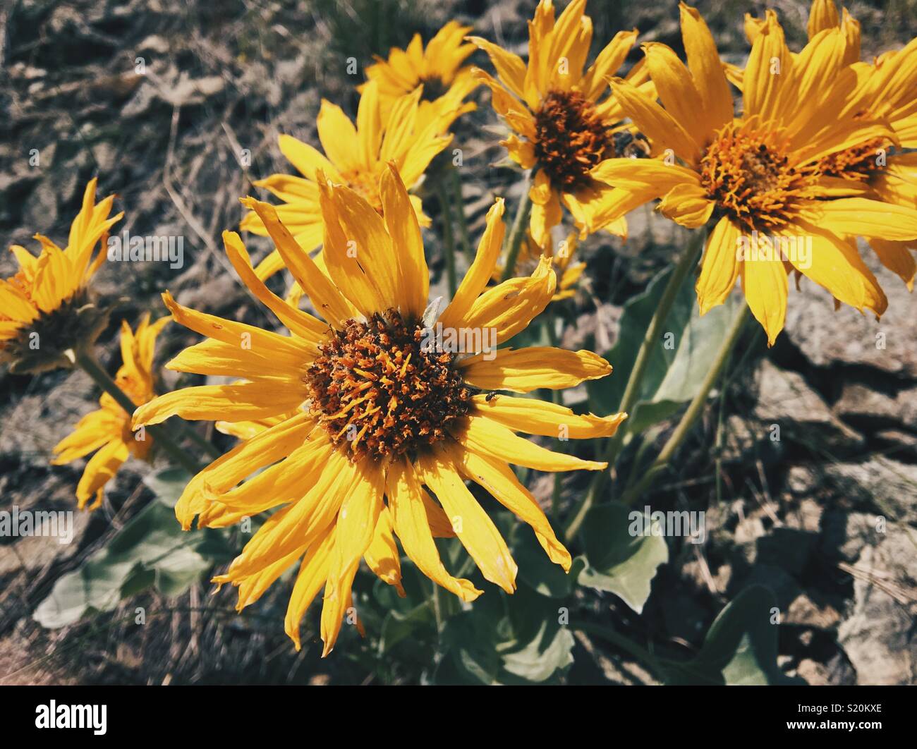 In der Nähe von Balsamorhiza sagittata oder Arrowleaf Balsamroot wilde Blumen an einem sonnigen Frühlingstag. Stockfoto