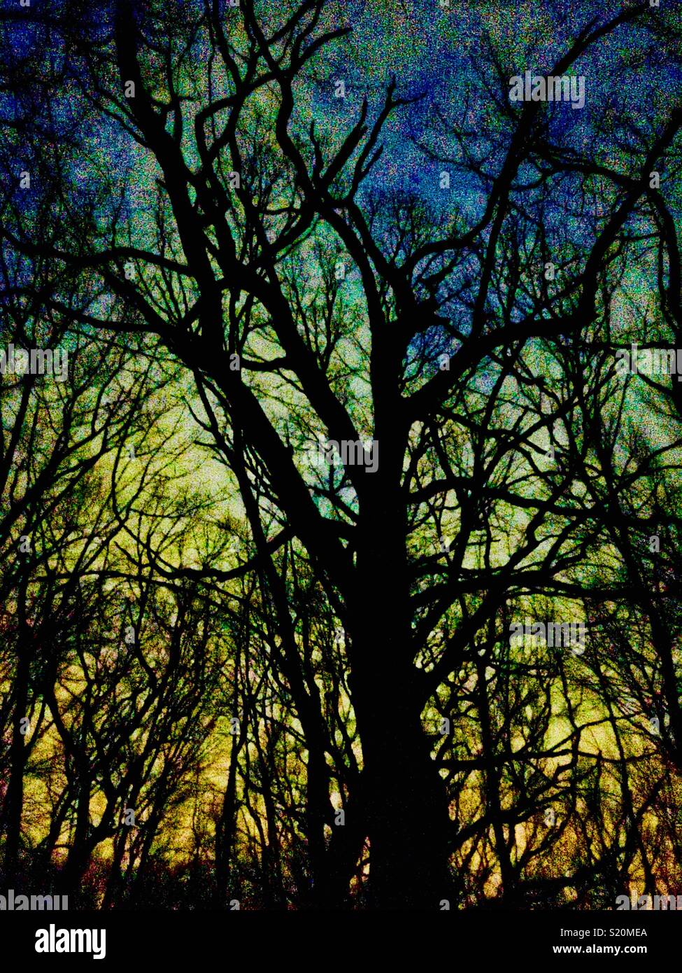 Stilisierte Laubbäume in der Nacht - Smartphone-aufgenommenes Stockfoto