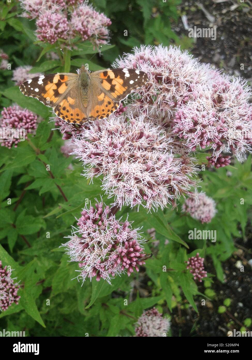 Distelfalter Schmetterling - Smartphone-aufgenommenes Stockfoto