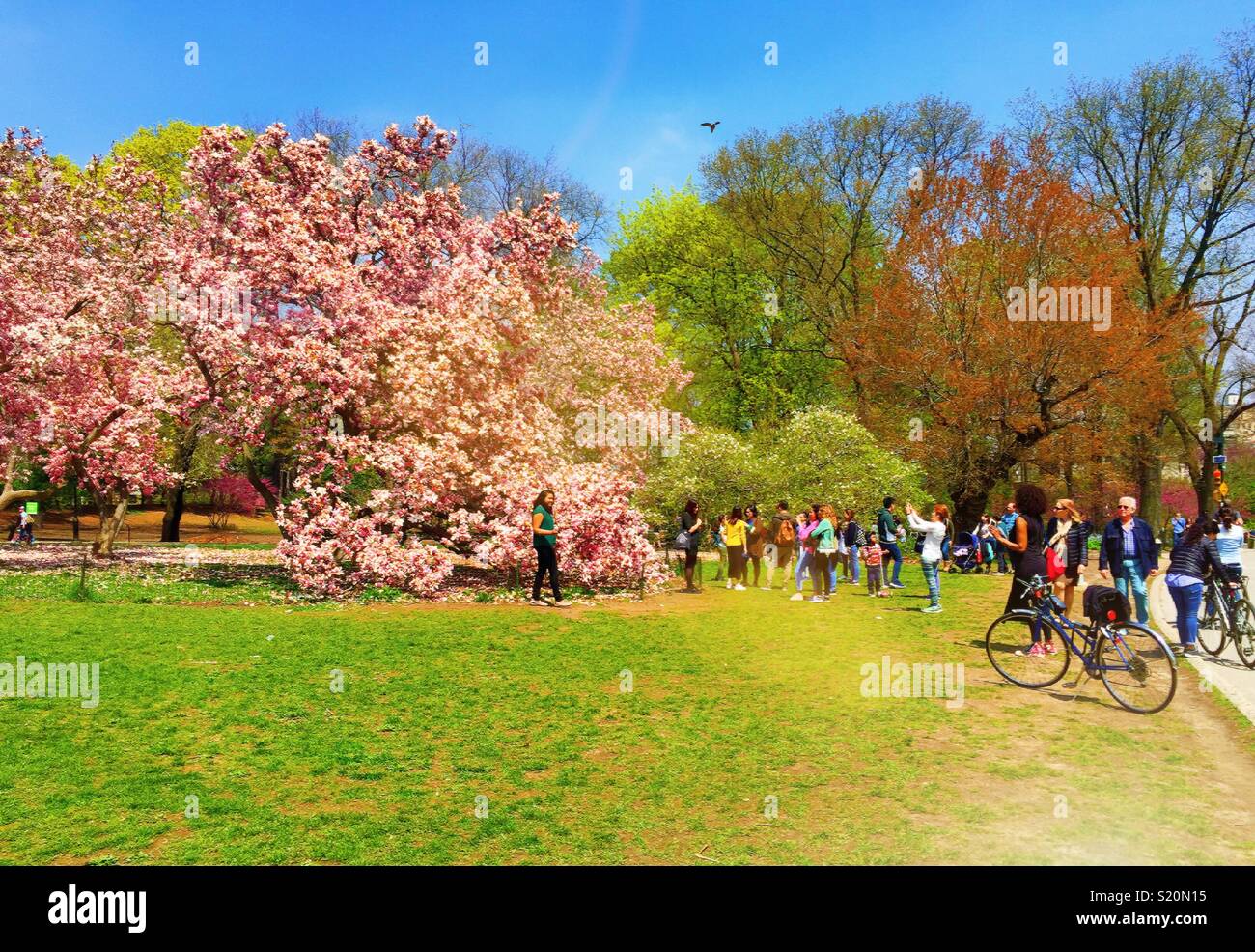 Park goers Stopp, um Bilder von der Pink Magnolia Bäume im Frühling im Central Park, New York City, USA - Smartphone-aufgenommenes Stockfoto