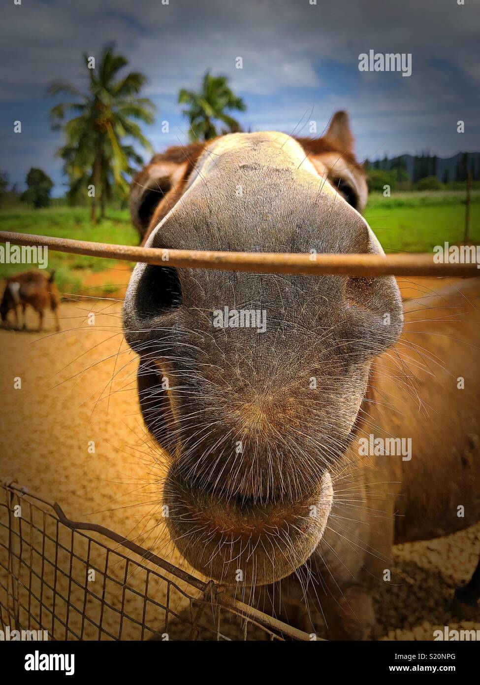 Ein Maultier sieht so aus, als wenn sie zu einem Kuss Schlag Stockfoto