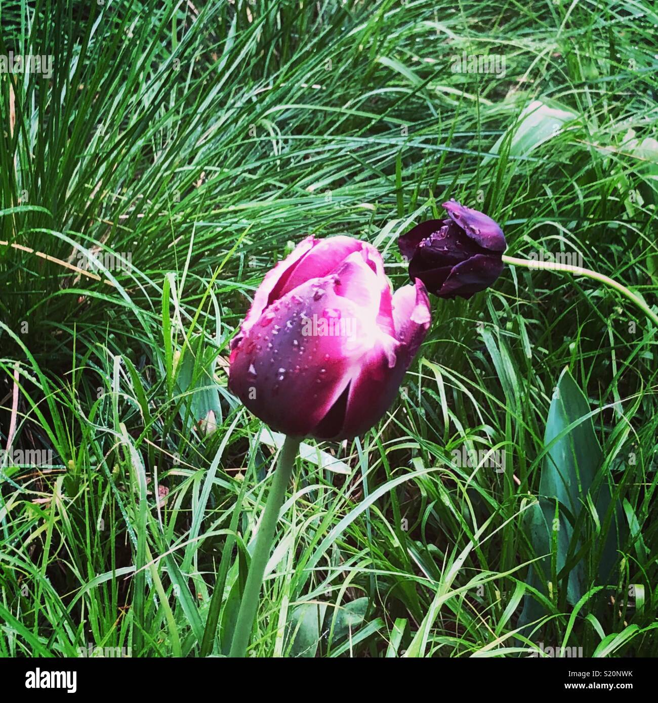 Tulpe - Smartphone-aufgenommenes Stockfoto